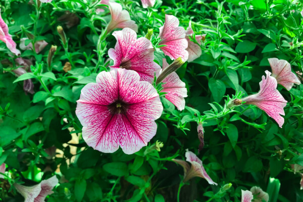 Bright pink-and-white petunias growing in a garden.