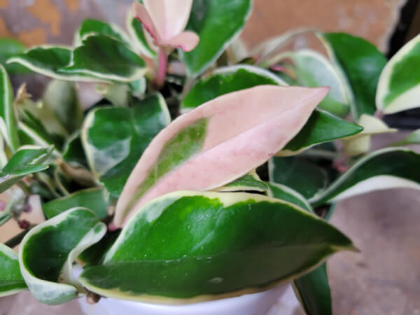A new leaf with pink and green variegation grows in a Hoya Krimson Queen.