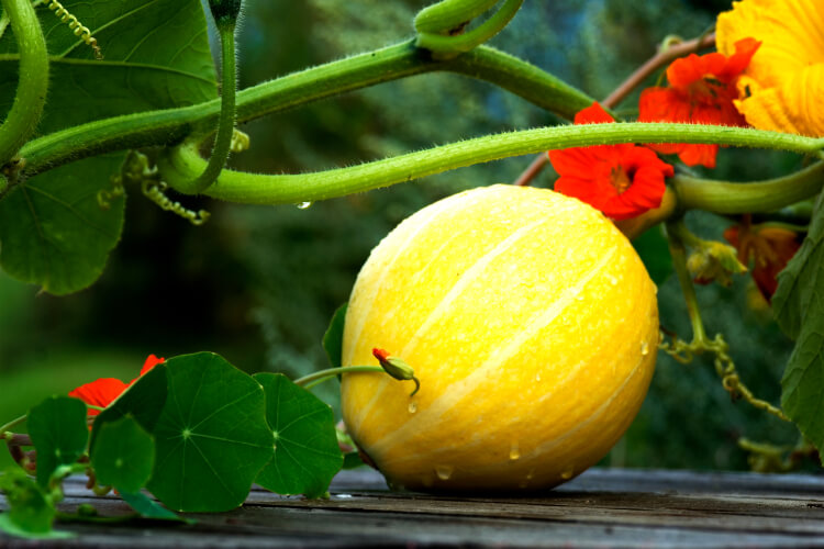 A pumpkin grows in the garden with a nasturtium companion plant.