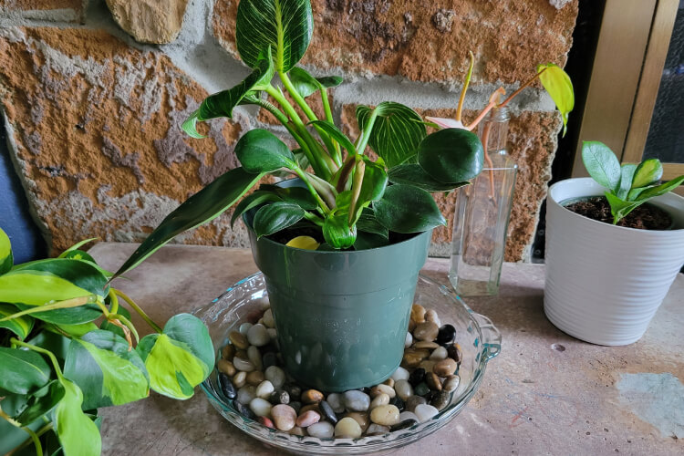 A photo showing a pebble tray for plants in a houseplant grouping.