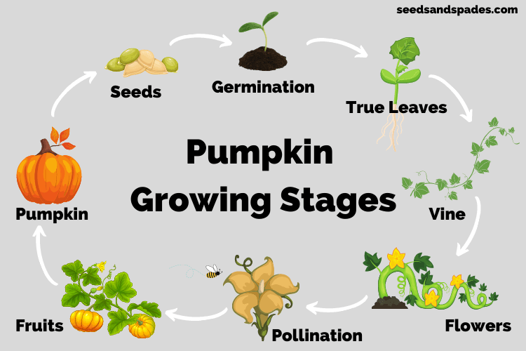 Graphic showing the 8 pumpkin growing stages.