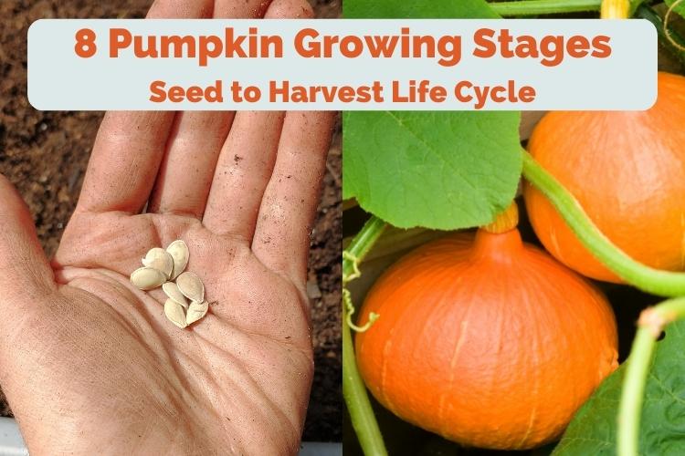 A photo showing pumpkin growing stages from seeds to mature fruits in the garden.