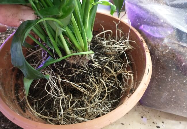 Setting the peace lily root ball on top of the base layer of soil in a pot.