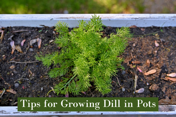 Growing dill in pots and containers.