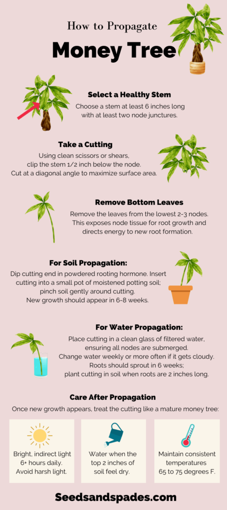 Infographic outlining how to propagate money tree cuttings. 