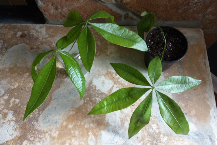 How to propagate money tree from stem cuttings in soil or water.