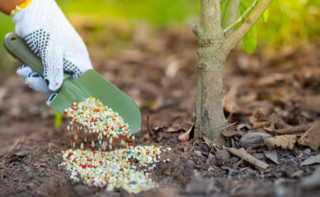 A gardener applies 13-13-13 fertilizer to a young tree.