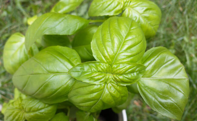 A closeup photo of sweet basil leaves growing in the garden.