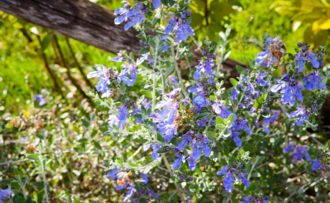 A blooming borage plant growing near a wooden fence.