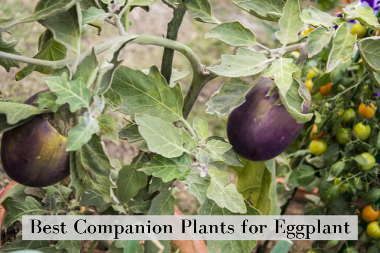 Eggplant companion plants growing in the garden.