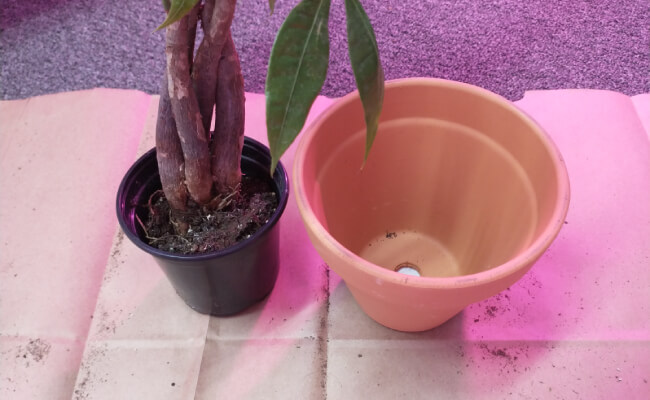 A money tree in a pot that's too small next to the larger pot that it will be planted in.