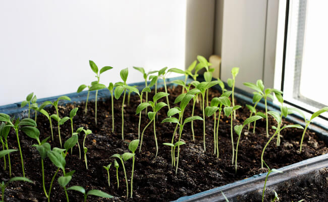 A tray of newly-germinated eggplant plants.
