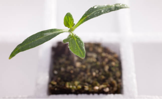 An eggplant seedling with true leaves sprouting from the stem.