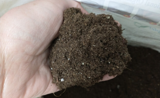 A closeup photo of a handful of Jiffy seed-starting soil.