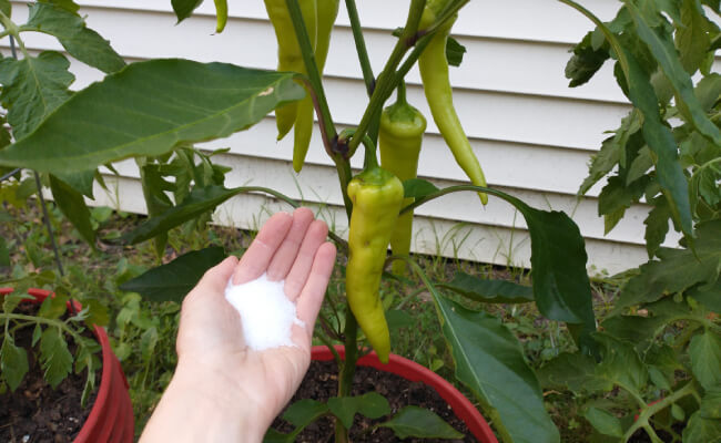 A gardener holds a handful of Epsom salt granules near a banana pepper plant in the garden.