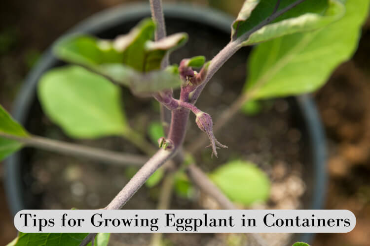 Growing eggplant in containers for a crop in a small space.