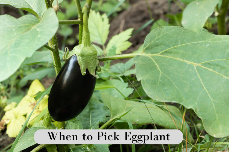 When to pick eggplant fresh from the garden for the best flavor.